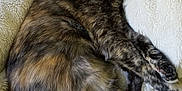 Olive joined the competition — help win amazing prizes! cat, tortoiseshell_cat, sleeping, cozy, fluffy_blanket, pet, fur, animal, resting, indoors, cute, sleep, soft, comfort, relaxation, whiskers, claws, paw, tail, domestic_cat