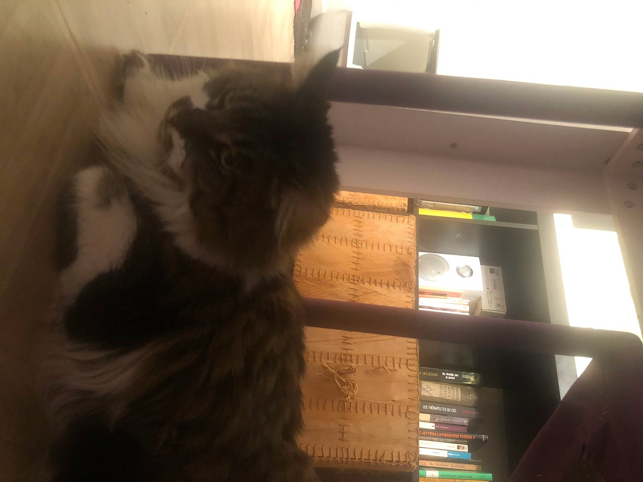 Caramelle participe au concours pour gagner de l'argent avec cette photo : carnivore, cat, felidae, fur, kitten, norwegian_forest_cat, persian, small_to_medium_sized_cats, whiskers