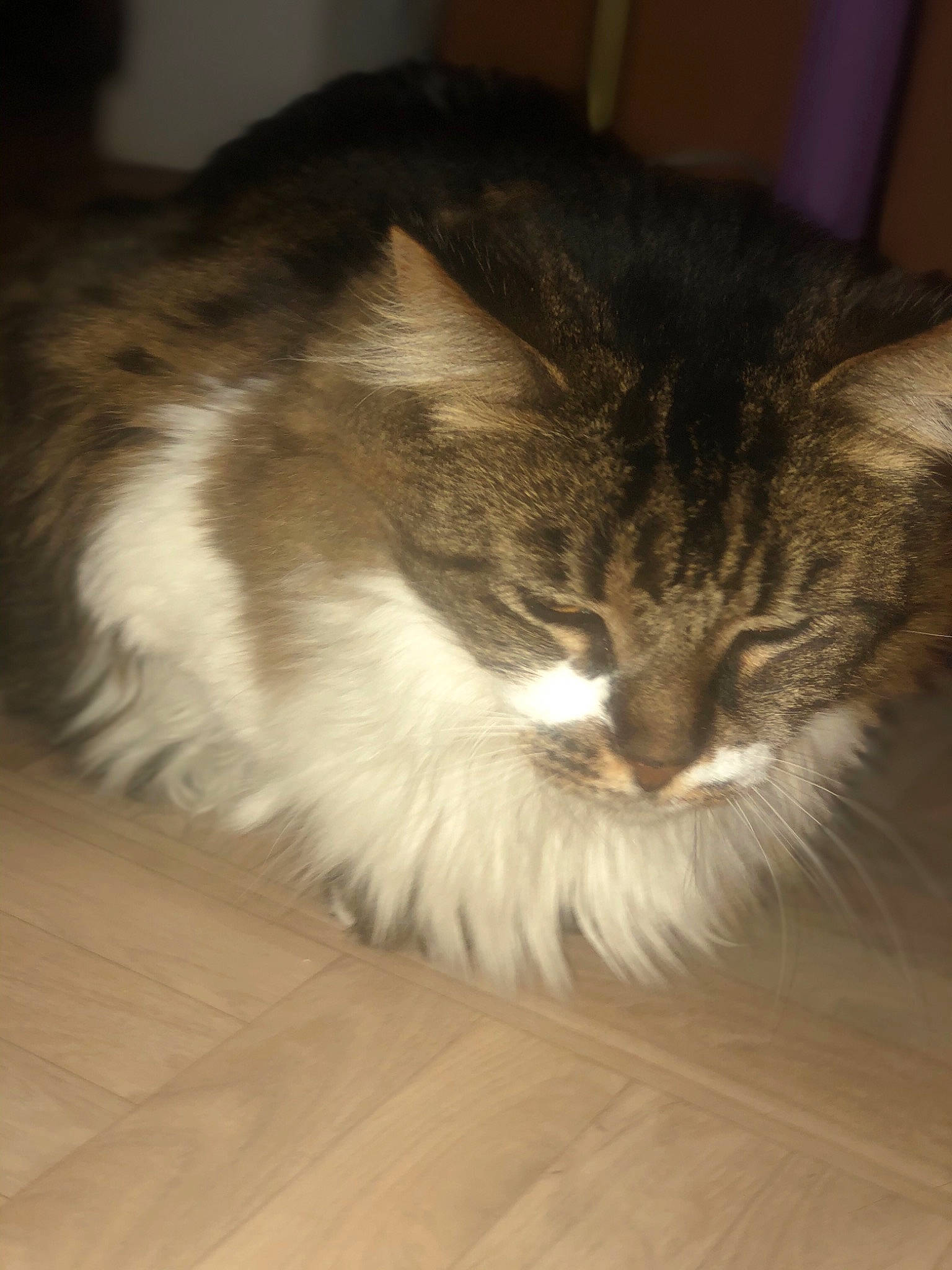 Caramelle participe au concours pour gagner de l'argent avec cette photo : carnivore, cat, domestic_long_haired_cat, european_shorthair, felidae, fur, kitten, maine_coon, norwegian_forest_cat, ragamuffin, small_to_medium_sized_cats, tail, whiskers