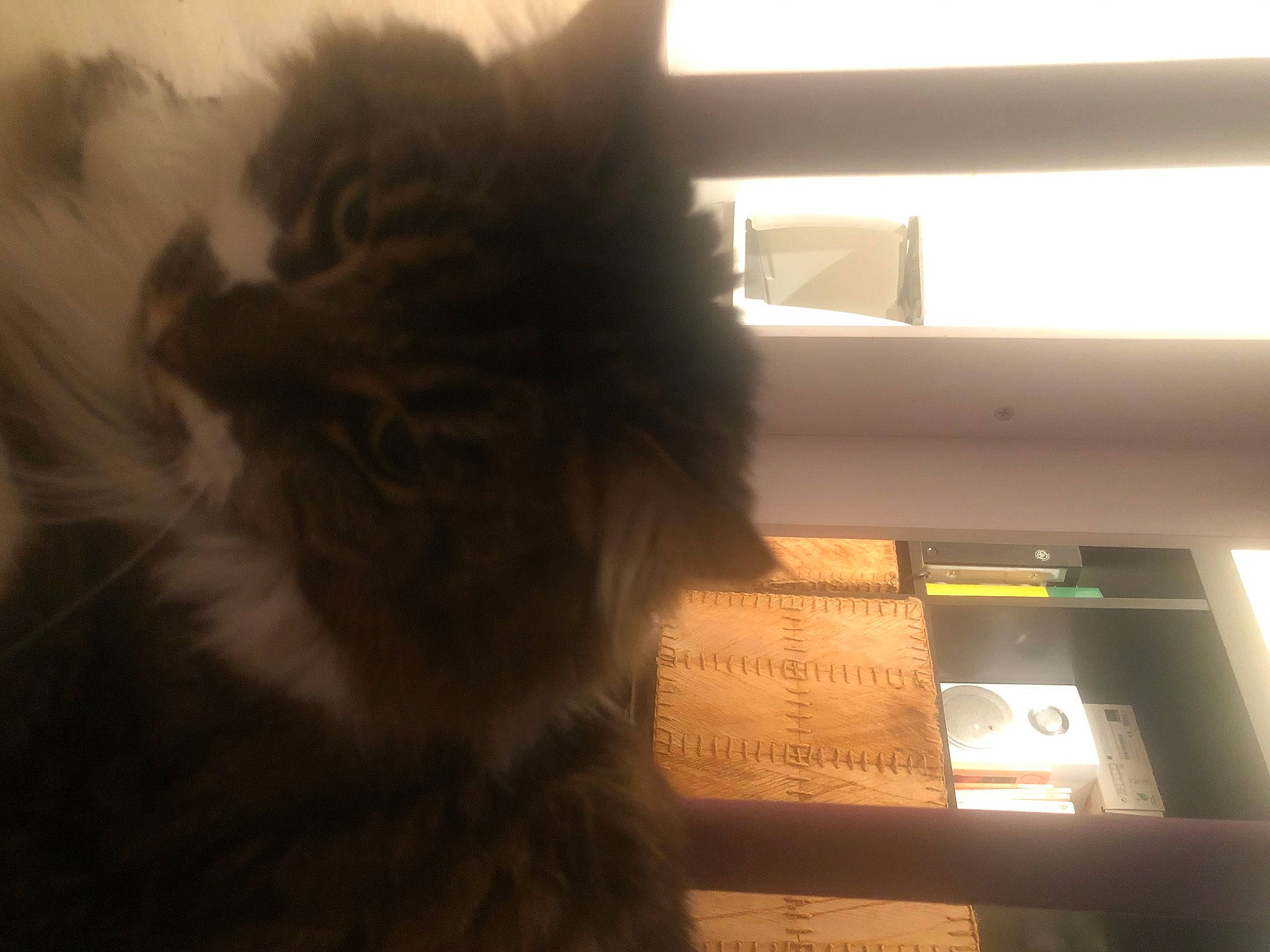 Caramelle a rejoint le concours — aidez-le/la à gagner de superbes lots ! british_longhair, carnivore, cat, domestic_long_haired_cat, felidae, fur, kitten, long_hair, maine_coon, norwegian_forest_cat, persian, small_to_medium_sized_cats, whiskers