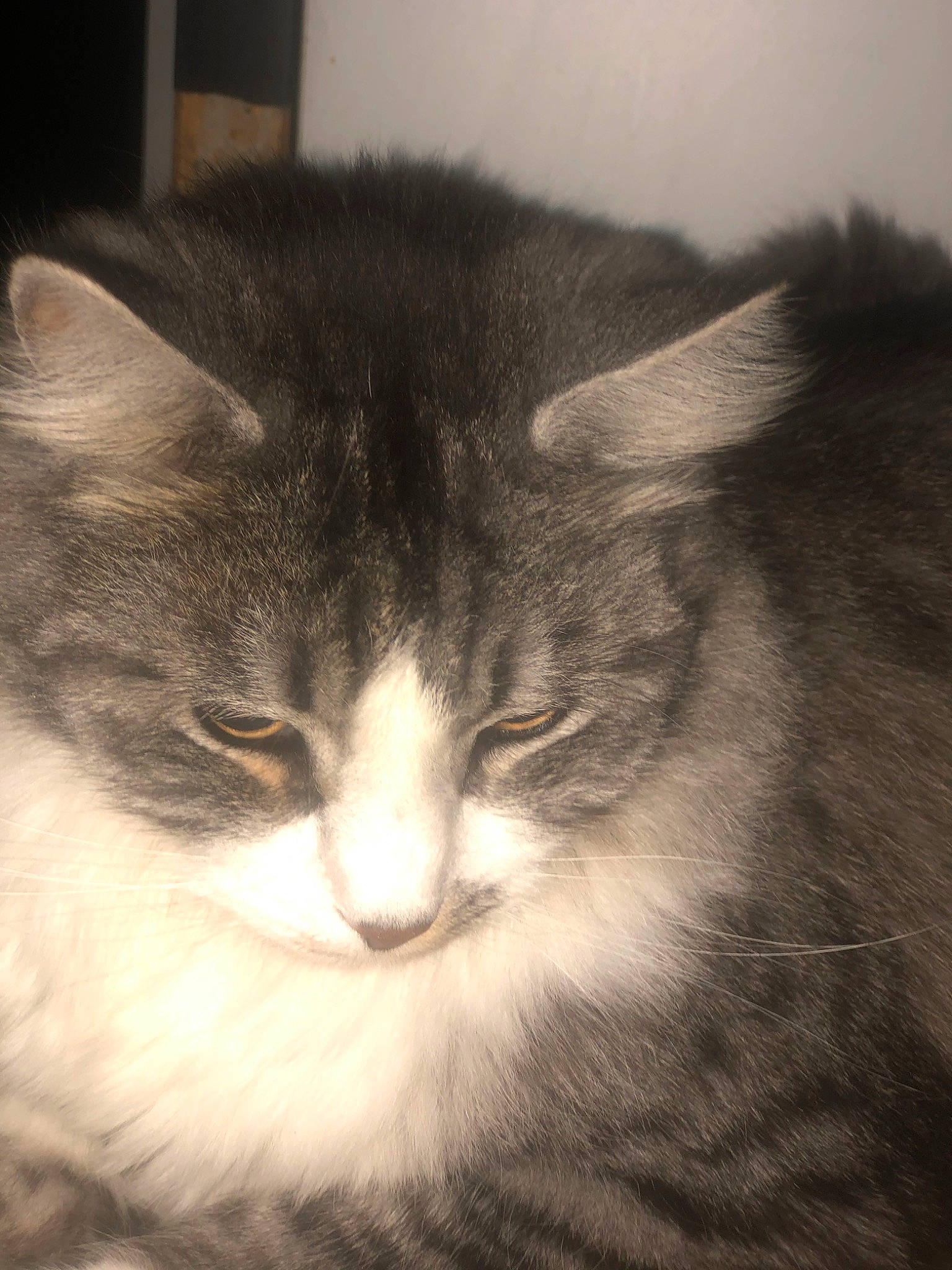 Simba participe au concours pour gagner de l'argent avec cette photo : asian_semi_longhair, black_and_white, british_semi_longhair, carnivore, cat, domestic_long_haired_cat, domestic_short_haired_cat, ear, eye, felidae, fur, iris, kitten, mammal, norwegian_forest_cat, nose, siberian, small_to_medium_sized_cats, snout, whiskers