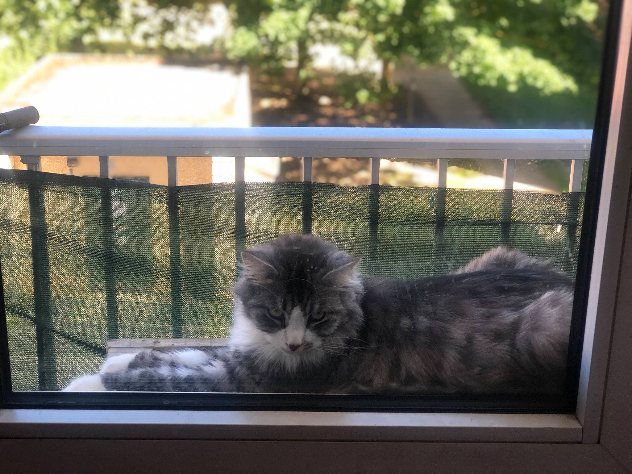 Simba a rejoint le concours — aidez-le/la à gagner de superbes lots ! british_semi_longhair, carnivore, cat, felidae, glass, home, house, interior_design, maine_coon, small_to_medium_sized_cats, tree, whiskers, window