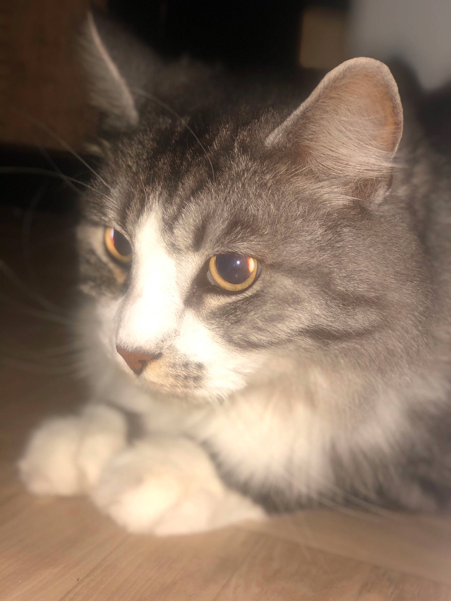 Simba a rejoint le concours — aidez-le/la à gagner de superbes lots ! american_curl, black_and_white, british_semi_longhair, carnivore, cat, domestic_long_haired_cat, domestic_short_haired_cat, eye, felidae, fur, iris, kitten, mammal, norwegian_forest_cat, nose, siberian, small_to_medium_sized_cats, snout, vertebrate, whiskers