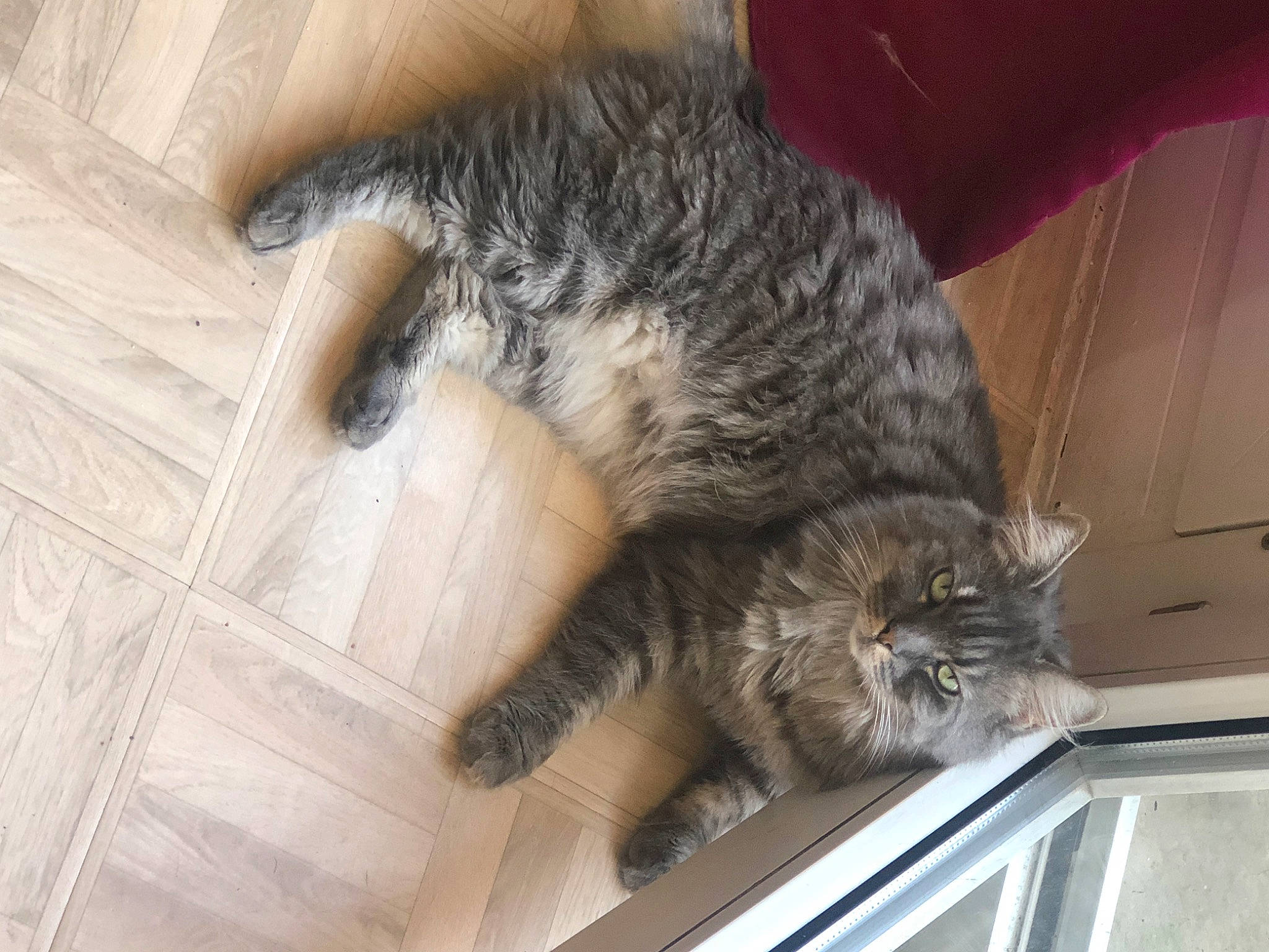 Emma a rejoint le concours — aidez-le/la à gagner de superbes lots ! american_shorthair, asian, california_spangled, carnivore, cat, claw, domestic_short_haired_cat, dragon_li, egyptian_mau, european_shorthair, felidae, mammal, paw, pixie_bob, small_to_medium_sized_cats, snout, tabby_cat, tail, vertebrate, whiskers