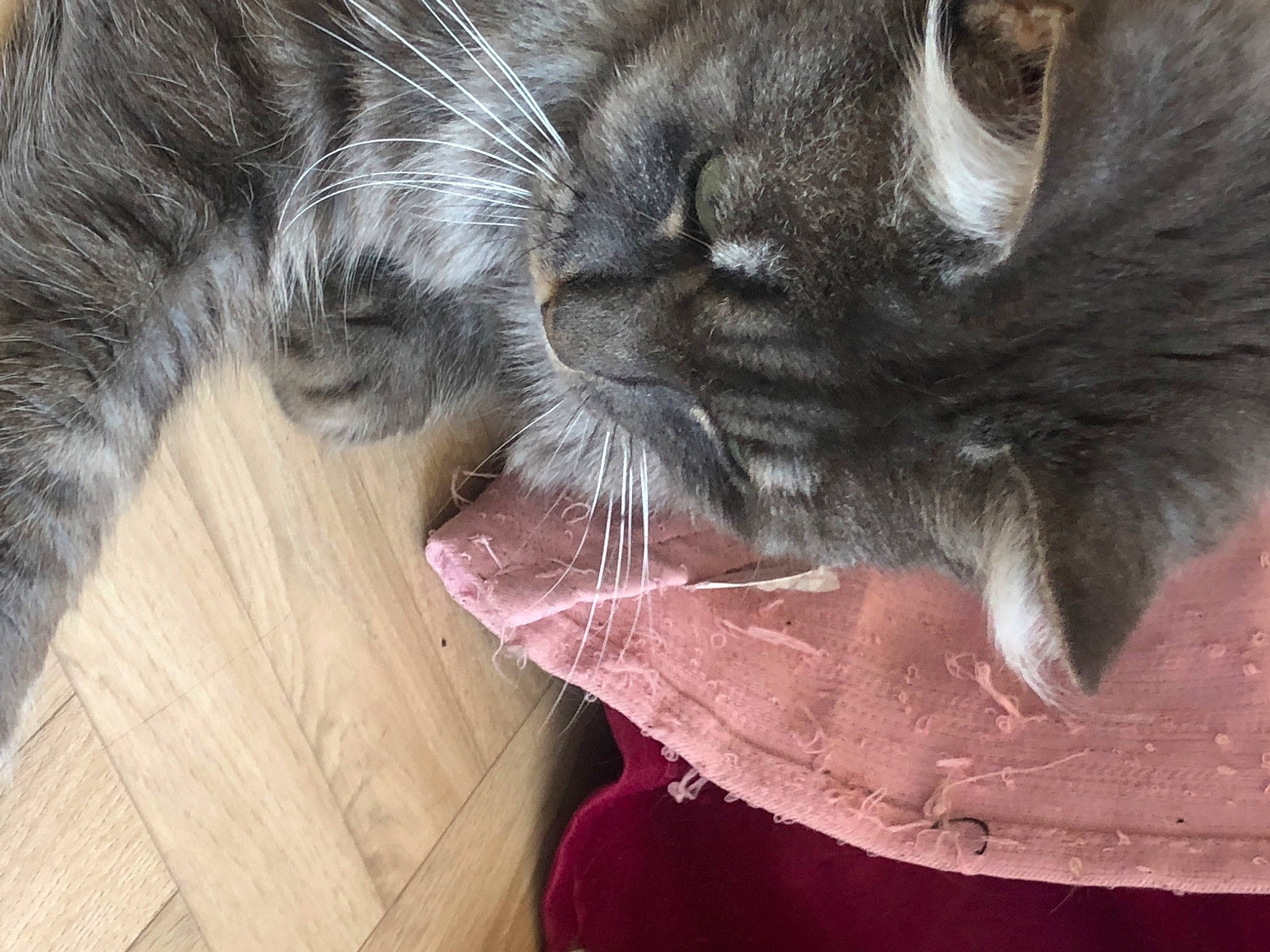 Emma a rejoint le concours — aidez-le/la à gagner de superbes lots ! carnivore, cat, chartreux, domestic_long_haired_cat, felidae, fur, korat, nebelung, norwegian_forest_cat, russian_blue, small_to_medium_sized_cats, snout, whiskers