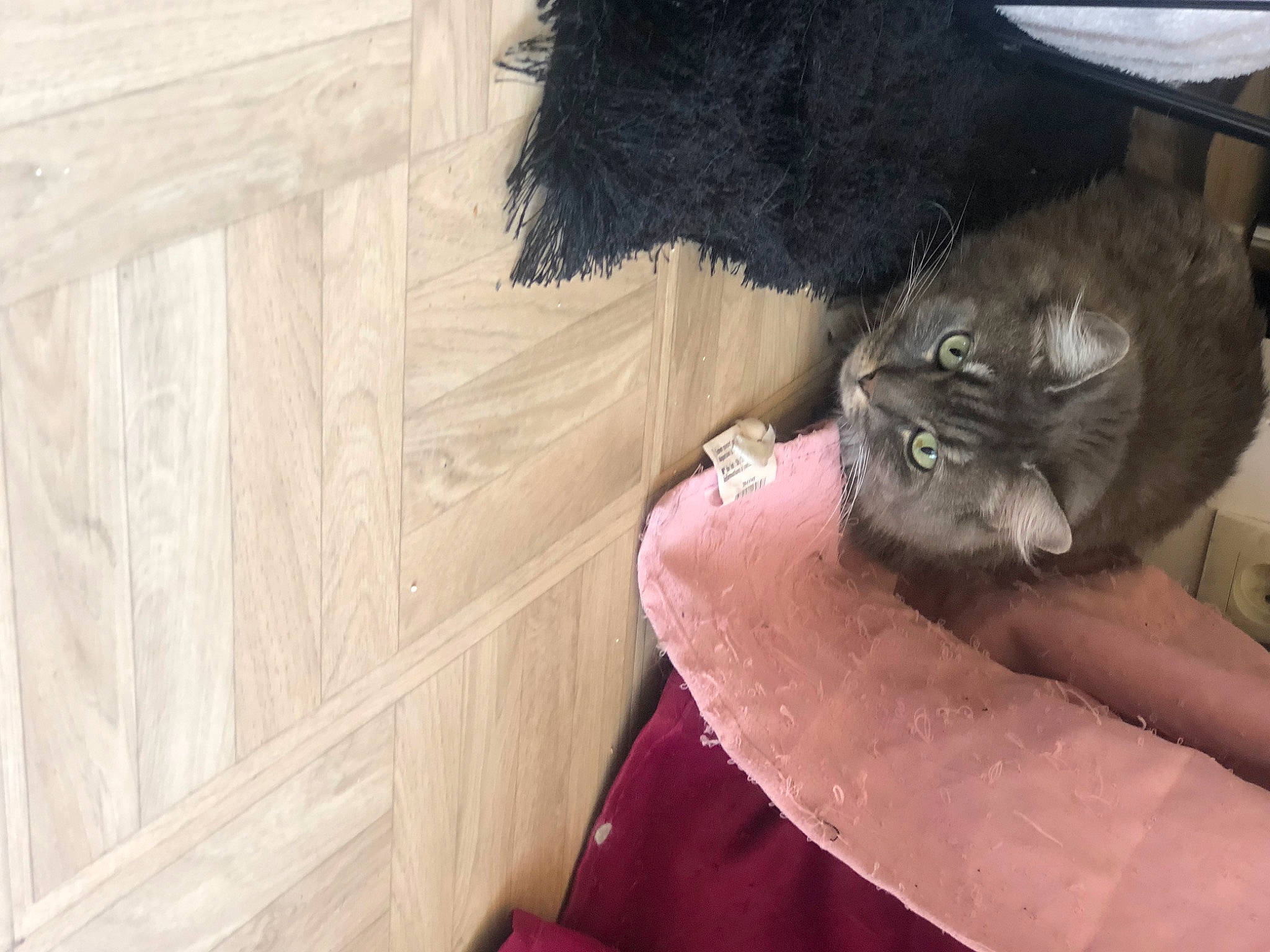 Emma participe au concours pour gagner de l'argent avec cette photo : carnivore, cat, fawn, felidae, korat, small_to_medium_sized_cats, whiskers