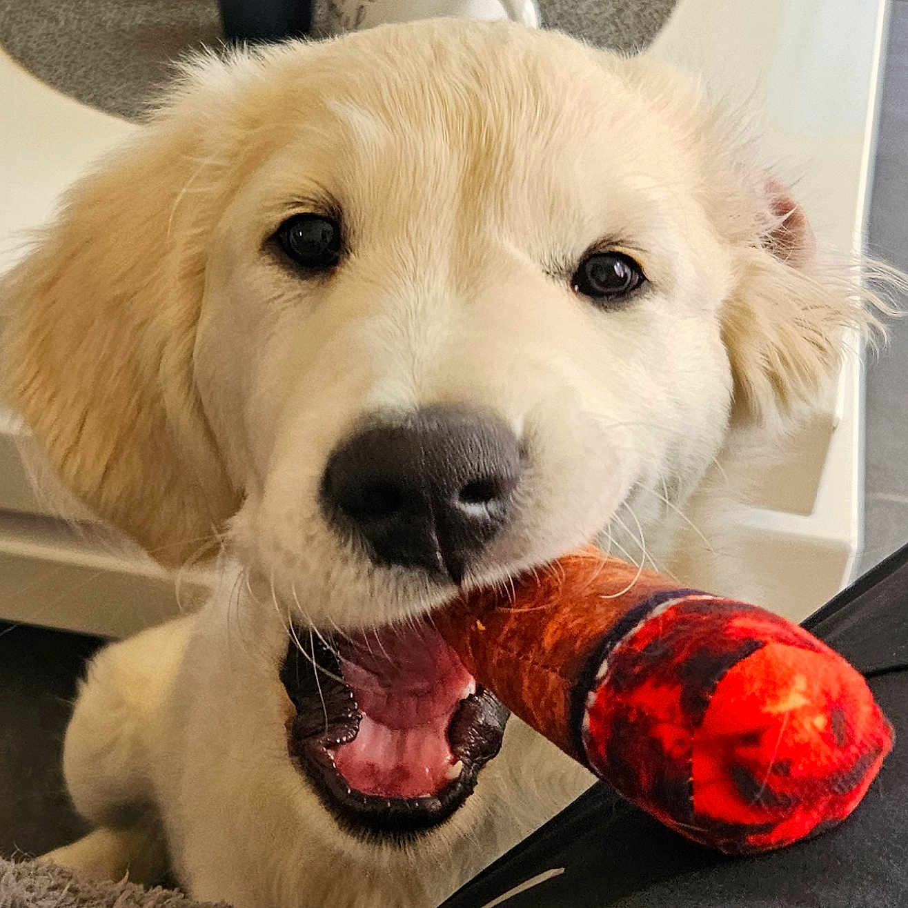 Ayden a rejoint le concours — aidez-le/la à gagner de superbes lots ! animal, ball, canine, cream, dessert, dog, food, football, goldenretriever, icecream, pet, puppy, racket, soccer, soccerball, sport, tennis, tennisball, tennisracket, whitedog