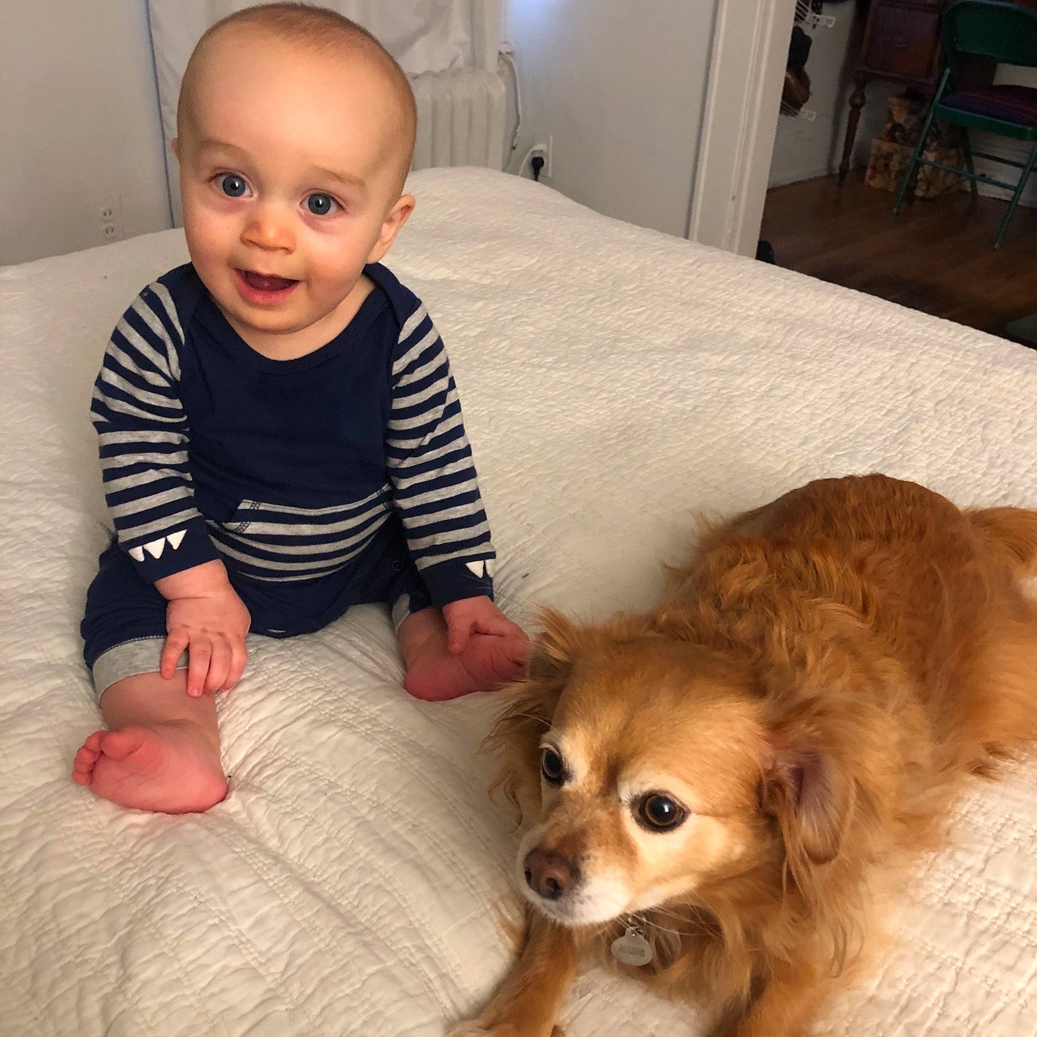 Sullivan joined the competition — help win amazing prizes! carnivoran, child, companion_dog, dog, dog_breed, dog_breed_group, dog_like_mammal, ear, fur, infant, person, pomeranian, puppy, puppy_love, skin, snout, tibetan_spaniel