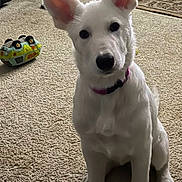 Raven joined the competition — help win amazing prizes! dog, puppy, white_dog, sitting, indoors, carpet, living_room, pet, collar, pointed_ears, black_nose, dark_eyes, toy, toy_car, home, furniture, rug, portrait, cute, animal