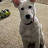 dog, puppy, white_dog, sitting, indoors, carpet, living_room, pet, collar, pointed_ears, black_nose, dark_eyes, toy, toy_car, home, furniture, rug, portrait, cute, animal