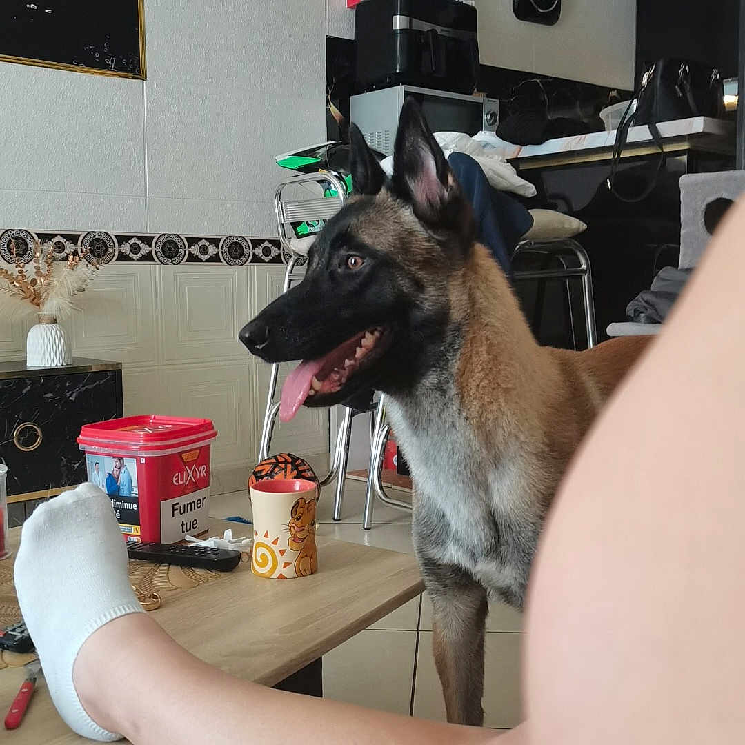 Sky a rejoint le concours — aidez-le/la à gagner de superbes lots ! black_bag, chair, dog, floor_tiles, foot, furniture, houseplant, indoor, living_room, mug, painting, person, pet, relaxation, remote_control, sock, table, tongue_out, vase, wall_clock