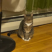 Venus joined the competition — help win amazing prizes! calm, cat, curtains, domestic_animal, ears, feline, floor, fur, home, indoor, lamp_base, looking_at_camera, pet, quiet, sitting, striped, tabby, tail, white_paws, wooden_floor