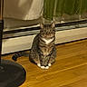 calm, cat, curtains, domestic_animal, ears, feline, floor, fur, home, indoor, lamp_base, looking_at_camera, pet, quiet, sitting, striped, tabby, tail, white_paws, wooden_floor