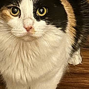 Marigold is registered to the contest to win money with this photo: cat, calico, close_up, fur, whiskers, eyes, pet, animal, indoor, wooden_floor, curious, cute, mammal, domestic_animal, feline, face, standing, looking, soft_light, fluffy