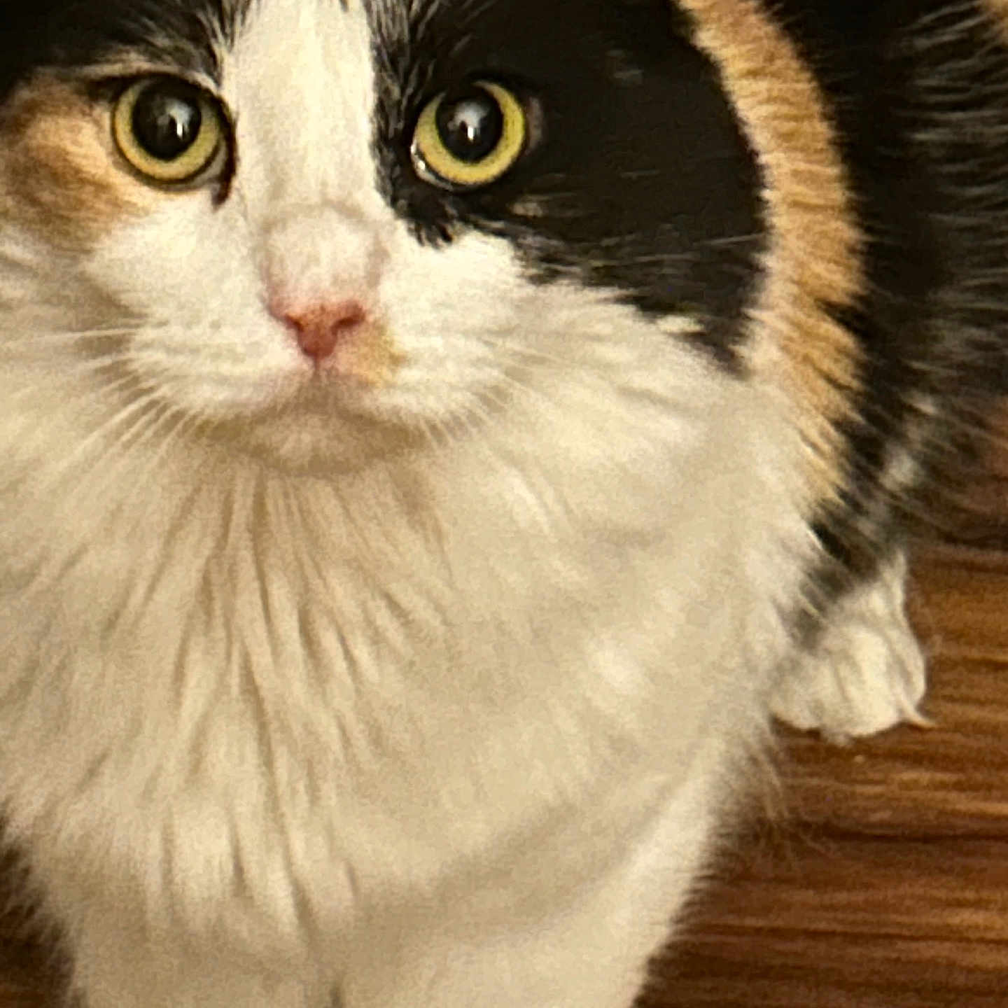 Marigold is registered to the contest to win money with this photo: animal, calico, cat, close_up, curious, cute, domestic_animal, eyes, face, feline, fluffy, fur, indoor, looking, mammal, pet, soft_light, standing, whiskers, wooden_floor