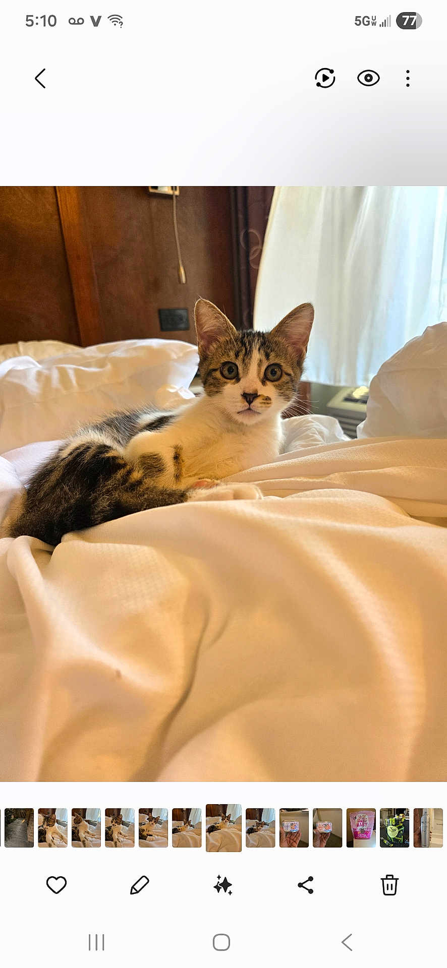 Baby is registered to the contest to win money with this photo: kitten, cat, tabby, bed, white_bedding, curtains, wooden_wall, indoor, pet, animal, fur, cute, young_cat, resting, alert, eyes, whiskers, paws, cozy, soft_light