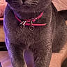 alert, animal, blanket, cat, close_up, collar, curious, cute, domestic, feline, front_leg, fur, gray_cat, indoor, living_room, paw, pet, soft_texture, whiskers, wide_eyes