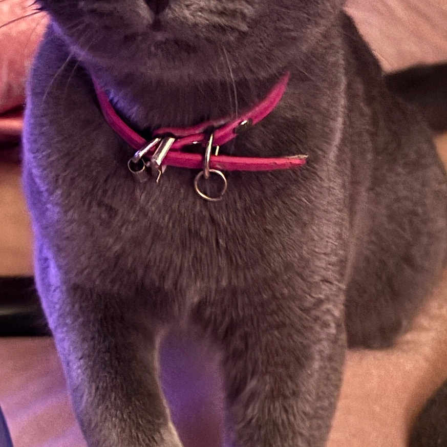 Gracie