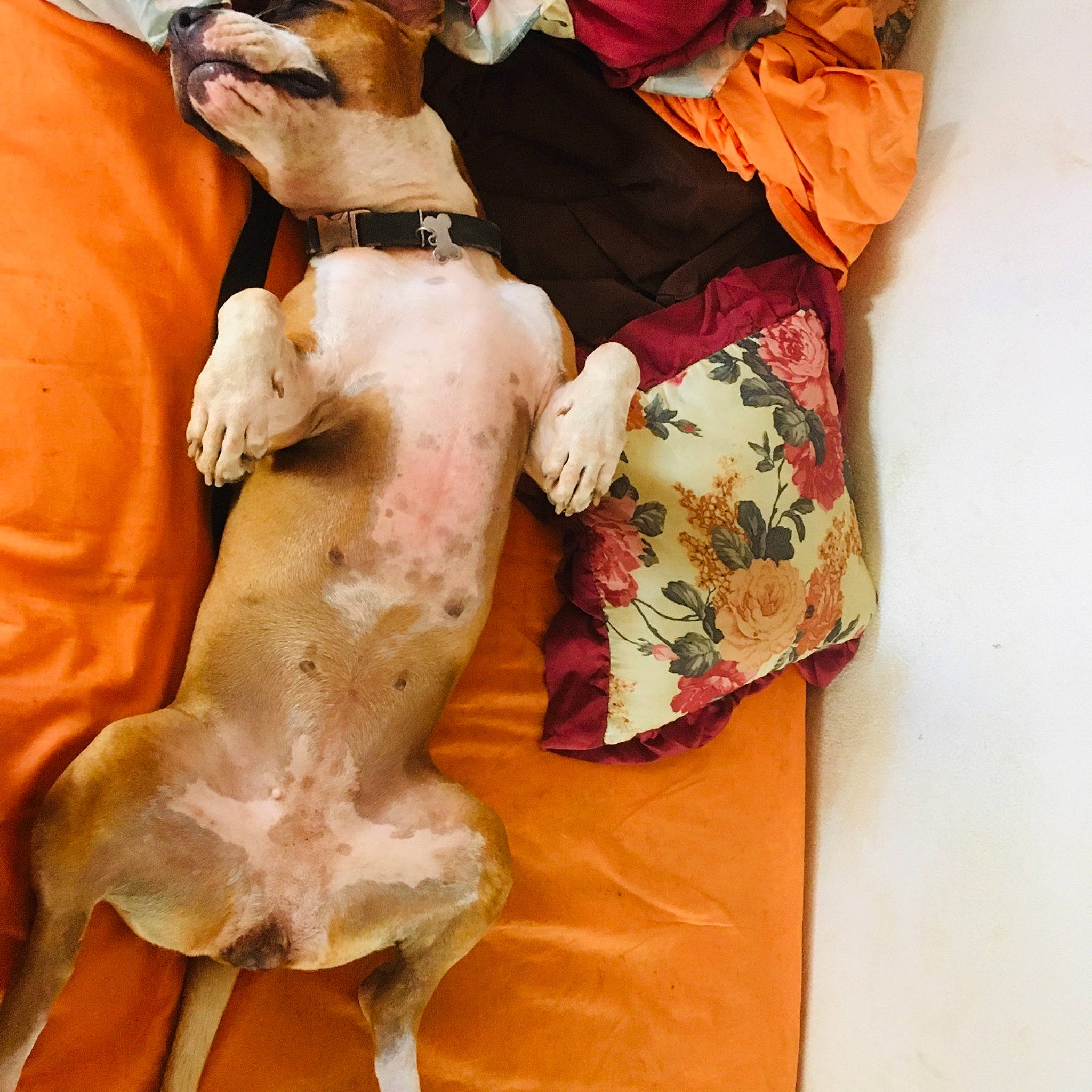 Leyou a rejoint le concours — aidez-le/la à gagner de superbes lots ! abdomen, barechested, canidae, carnivore, chest, comfort, companion_dog, dog, dog_breed, dog_clothes, dog_supply, fawn, linens, non_sporting_group, peach, pet_supply, sporting_group, toy_dog, trunk, working_animal