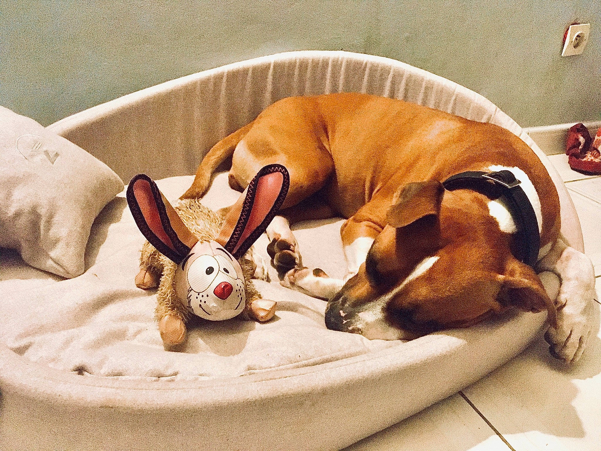 Leyou a rejoint le concours — aidez-le/la à gagner de superbes lots ! art, canidae, carnivore, comfort, companion_dog, dog, dog_bed, dog_breed, dog_supply, fawn, hound, linens, liver, nap, pet_supply, sleep, sporting_group, toy_dog, wood, working_animal