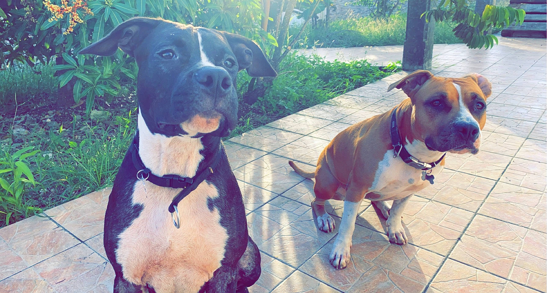 Raïden a rejoint le concours — aidez-le/la à gagner de superbes lots ! canidae, carnivore, collar, companion_dog, dog, dog_breed, dog_collar, dog_supply, fawn, grass, leash, liver, mammal, pet_supply, plant, snout, sporting_group, tree, vertebrate, working_animal