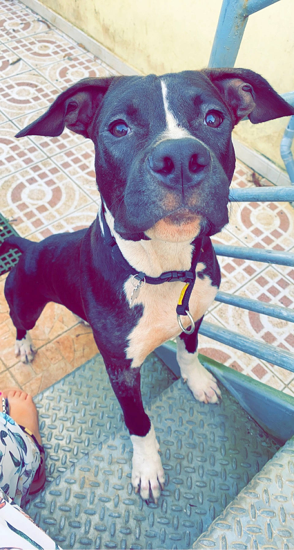 Raïden a rejoint le concours — aidez-le/la à gagner de superbes lots ! art, blue, canidae, carnivore, collar, companion_dog, dog, dog_breed, dog_collar, electric_blue, fawn, fur, non_sporting_group, paint, pet_supply, snout, sporting_group, working_animal, working_dog