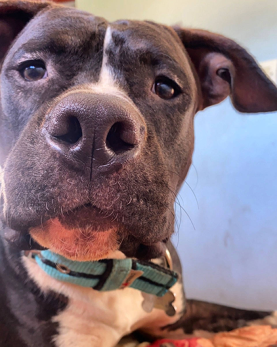 Raïden participe au concours pour gagner de l'argent avec cette photo : canidae, carnivore, collar, companion_dog, dog, dog_breed, dog_collar, ear, electric_blue, fawn, fur, liver, metal, pet_supply, selfie, snout, sporting_group, whiskers, working_animal, working_dog