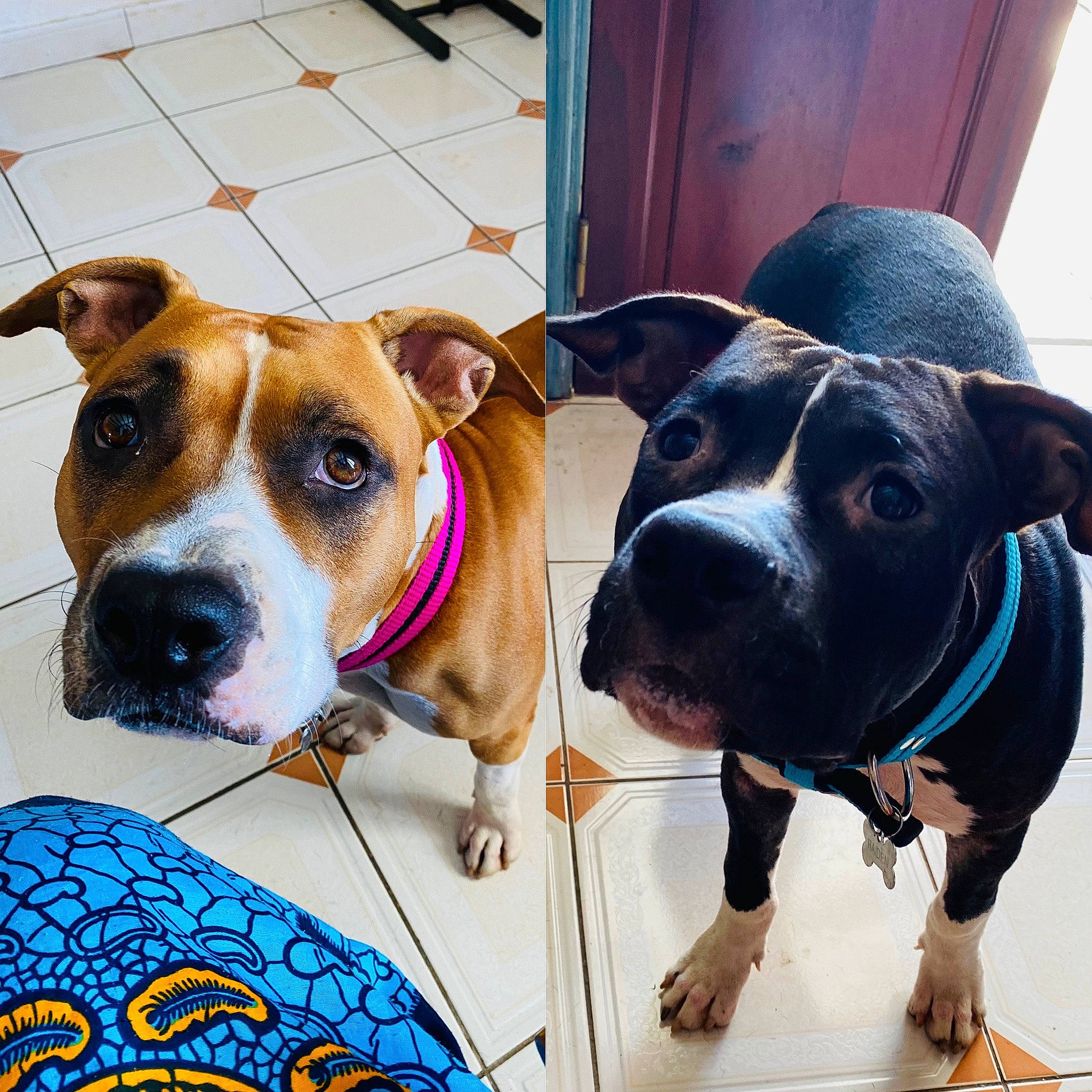 Raïden participe au concours pour gagner de l'argent avec cette photo : blue, canidae, carnivore, collar, companion_dog, dog, dog_breed, dog_collar, dog_supply, electric_blue, fashion_accessory, fawn, fur, leash, pet_supply, selfie, snout, sporting_group, vertebrate, working_animal