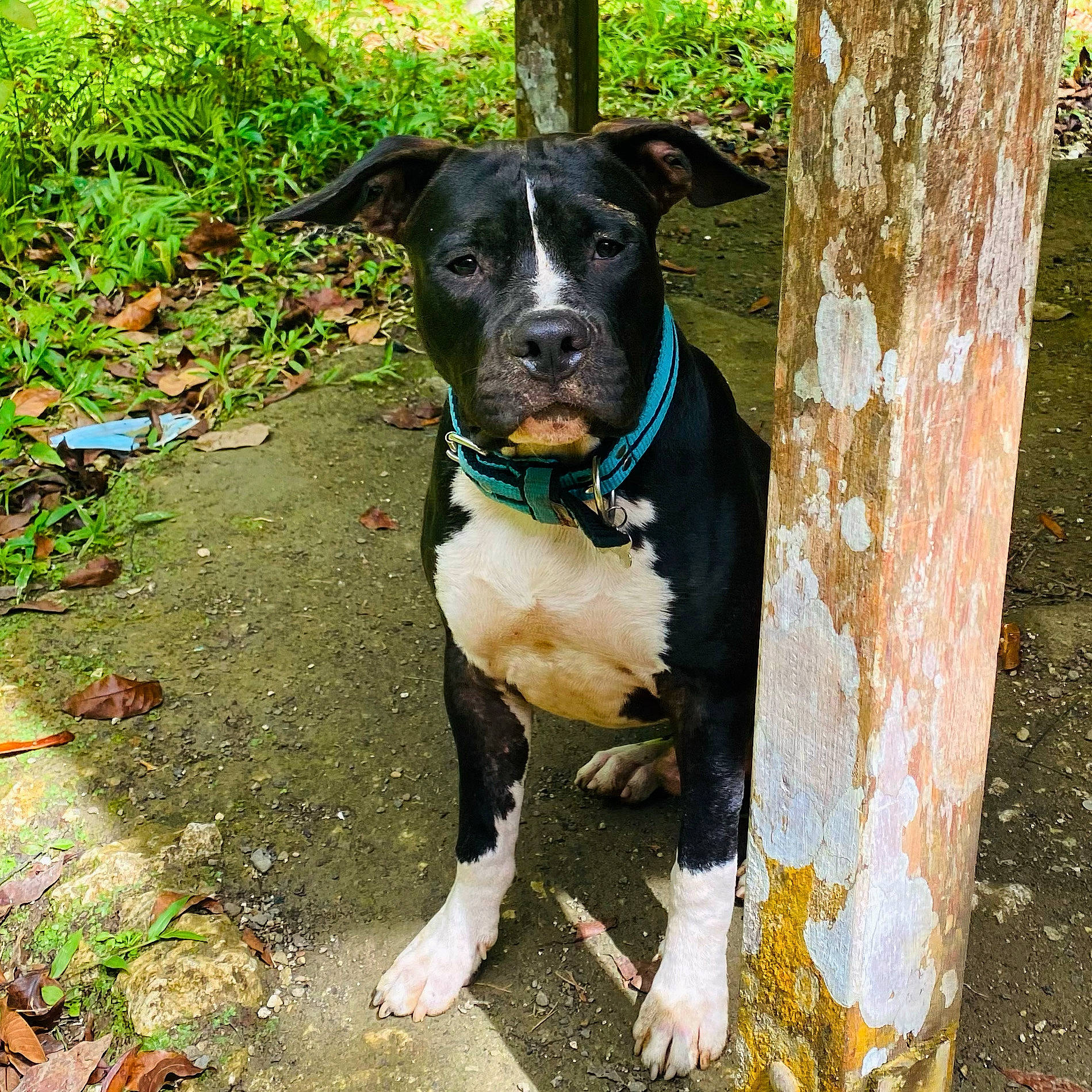 Raïden participe au concours pour gagner de l'argent avec cette photo : adventure, canidae, carnivore, collar, companion_dog, dog, dog_breed, dog_collar, dog_supply, eye, fawn, leash, personal_protective_equipment, pet_supply, plant, snout, sporting_group, tree, whiskers, working_animal