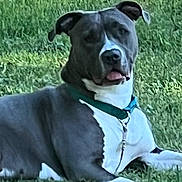 Toby is registered to the contest to win money with this photo: dog, grass, outdoor, pet, canine, collar, animal, resting, tongue, nature, mammal, domestic_animal, lying_down, green, summer, daytime, cute, friendly, fur, portrait