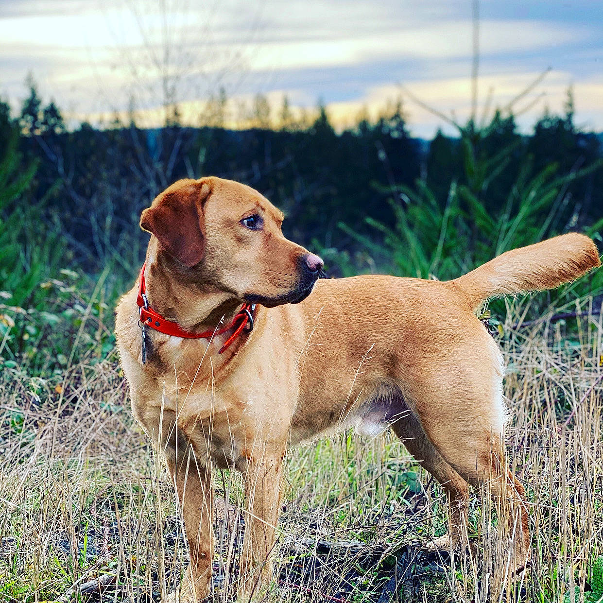 Warden is registered to the contest to win money with this photo: canidae, carnivore, cloud, collar, companion_dog, dog, dog_breed, dog_collar, dog_supply, fawn, grass, gun_dog, liver, pet_supply, plant, sky, snout, sporting_group, tail, working_animal