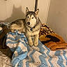 dog, siberian_husky, bed, blanket, crocheted_blanket, orange_blanket, animal_silhouette, indoor, pet, canine, furry, lying_down, shadow, wall, relaxed, collar, blue, white, brown, comfort