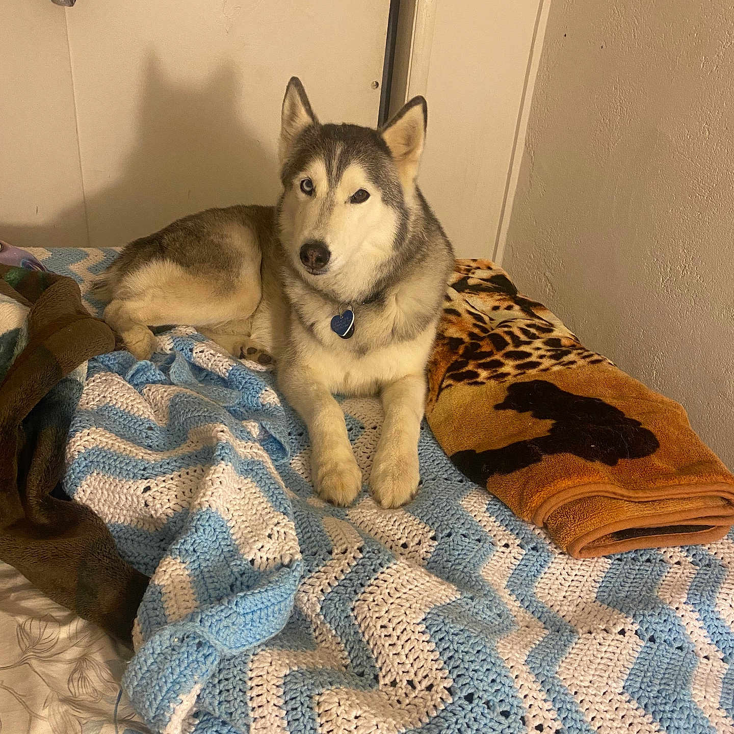 Jake joined the competition — help win amazing prizes! dog, siberian_husky, bed, blanket, crocheted_blanket, orange_blanket, animal_silhouette, indoor, pet, canine, furry, lying_down, shadow, wall, relaxed, collar, blue, white, brown, comfort