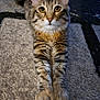 Pedro is registered to the contest to win money with this photo: cat, tabby, pet, feline, animal, indoor, curious, stretching, fur, whiskers, ears, paws, carpet, texture, closeup, mammal, domestic, cute, eyes, portrait