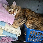 Pedro joined the competition — help win amazing prizes! cat, tabby_cat, fluffy, towel, laundry_basket, folded_towels, resting, cozy, indoor, wooden_surface, feline, pet, cute, relaxed, sleepy, soft_texture, striped_fur, paw, household, domestic_animal