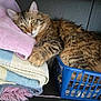 cat, tabby_cat, fluffy, towel, laundry_basket, folded_towels, resting, cozy, indoor, wooden_surface, feline, pet, cute, relaxed, sleepy, soft_texture, striped_fur, paw, household, domestic_animal