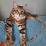 Pedro is registered to the contest to win money with this photo: cat, tabby, feline, pet, animal, relaxed, couch, blue, pattern, fur, whiskers, ears, paws, indoor, domestic, cute, portrait, resting, household, cozy