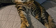 Pedro joined the competition — help win amazing prizes! cat, tabby, fluffy, feline, pet, indoor, couch, quilted, furniture, relaxed, paw, stretching, fur, whiskers, ears, home, animal, cute, resting, domestic