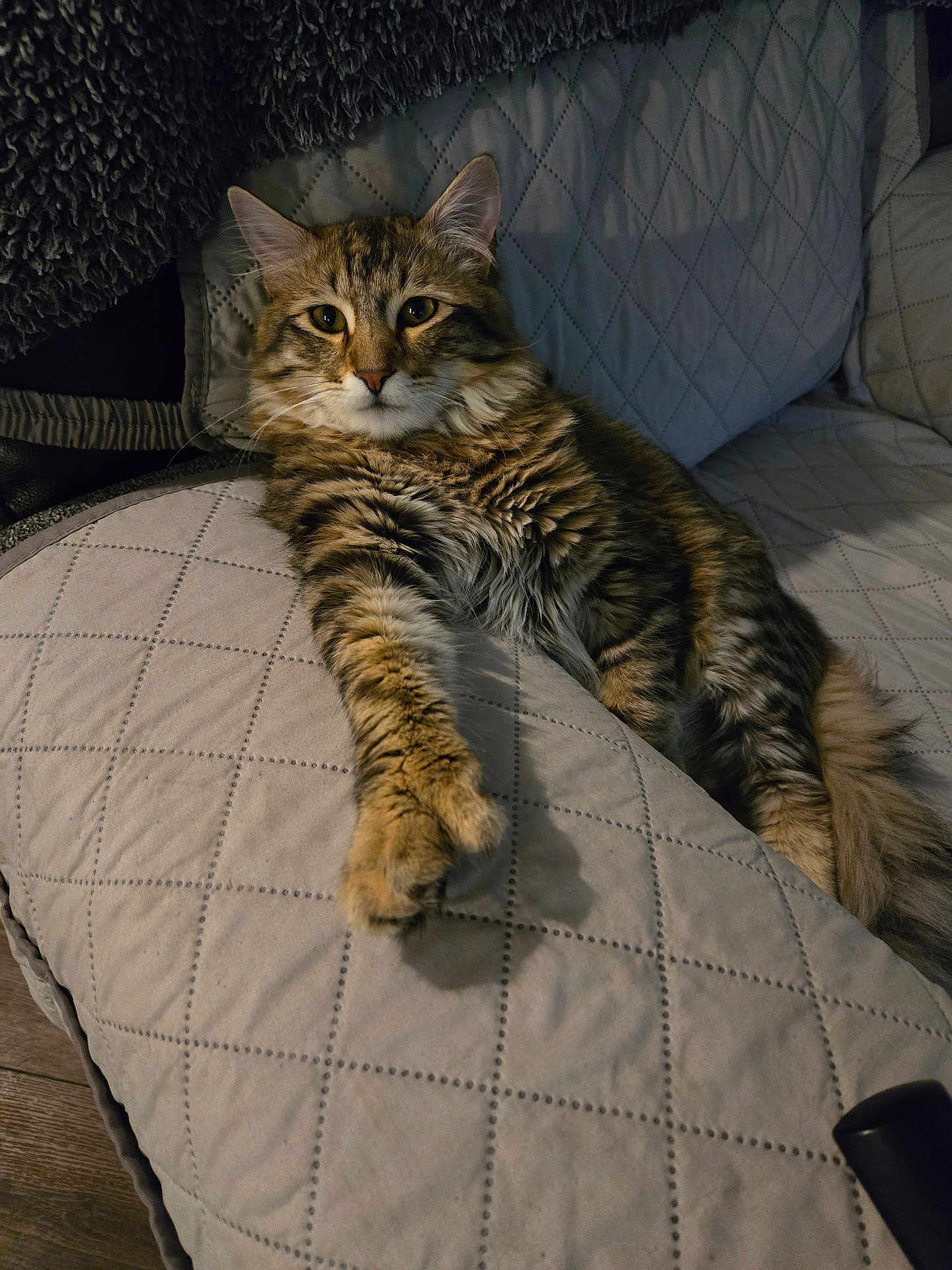 Pedro joined the competition — help win amazing prizes! cat, tabby, fluffy, feline, pet, indoor, couch, quilted, furniture, relaxed, paw, stretching, fur, whiskers, ears, home, animal, cute, resting, domestic