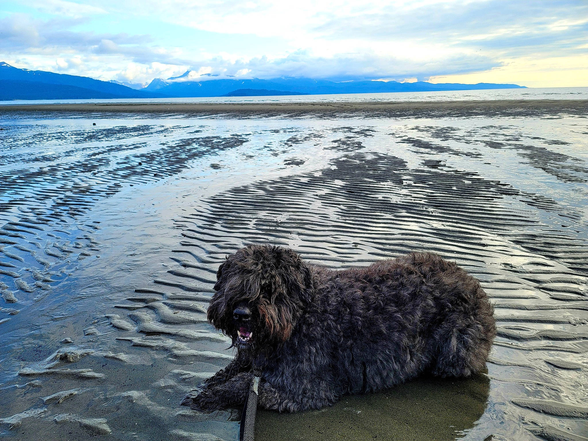 Walley is registered to the contest to win money with this photo: blue, body_of_water, carnivore, cloud, dog, dog_breed, highland, horizon, lake, landscape, natural_landscape, ocean, rock, sky, sporting_group, water, water_dog, water_resources, wind_wave, wood
