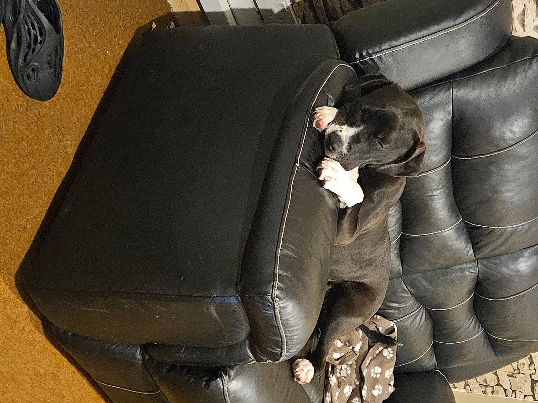 Molly joined the competition — help win amazing prizes! armrest, art, auto_part, automotive_design, automotive_tire, automotive_wheel_system, bag, baggage, box, chair, club_chair, comfort, fashion_accessory, leather, luggage_and_bags, metal, natural_material, packing_materials, recliner, rectangle