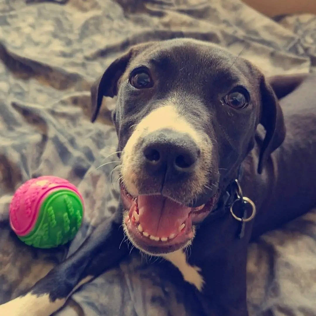 Molly is registered to the contest to win money with this photo: ball, carnivore, cloud, collar, companion_dog, dog, dog_breed, dog_collar, grass, happy, morning, personal_protective_equipment, recreation, snout, sporting_group, tennis_ball, toy, vertebrate, whiskers, working_animal