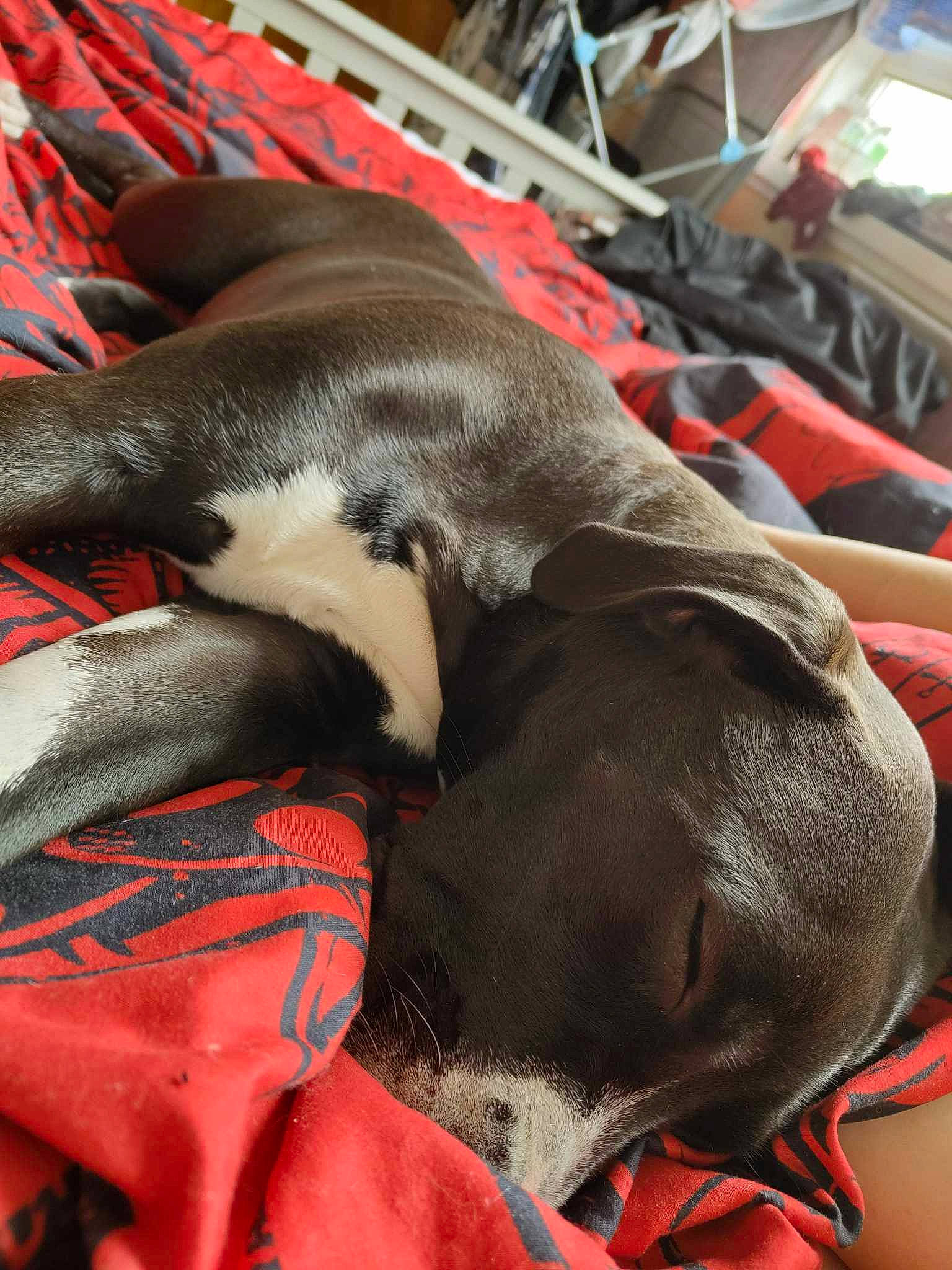 Molly is registered to the contest to win money with this photo: canidae, carmine, carnivore, collar, comfort, companion_dog, dog, dog_breed, dog_collar, dog_supply, fawn, fur, leash, liver, orange, pet_supply, red, snout, sporting_group, working_animal