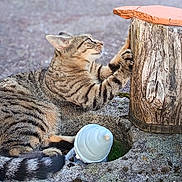 Rosalia a rejoint le concours — aidez-le/la à gagner de superbes lots ! cat, tabby_cat, outdoor, wooden_stump, stone_surface, curious, paw, animal, fur, striped, pet, nature, close_up, claw, playful, small_object, ground, daylight, moss, texture