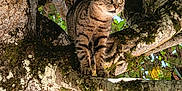 Rosalia participe au concours pour gagner de l'argent avec cette photo : cat, tabby_cat, tree, branch, moss, leaves, outdoor, nature, animal, pet, feline, sunlight, greenery, curious, climbing, wildlife, closeup, daylight, forest, wood