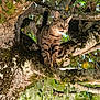cat, tabby_cat, tree, branch, moss, leaves, outdoor, nature, animal, pet, feline, sunlight, greenery, curious, climbing, wildlife, closeup, daylight, forest, wood