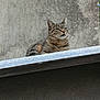 cat, tabby_cat, animal, pet, outdoor, ledges, concrete_wall, fur, whiskers, ears, eyes, resting, urban, texture, gray, metal, closeup, mammal, feline, alert