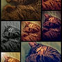 cat, tabby, sleeping, collage, fur, pet, cozy, cute, animal, closeup, resting, paw, whiskers, soft_light, indoor, relaxing, striped, nap, feline, bed