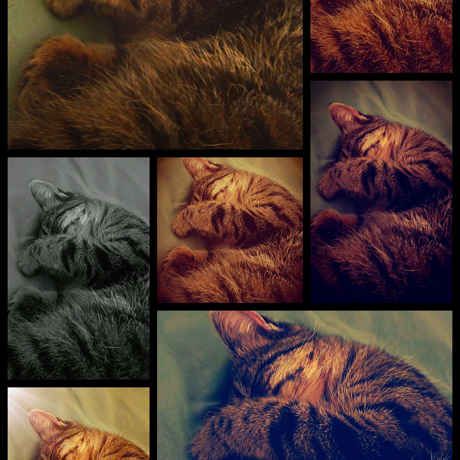 Rosalia a rejoint le concours — aidez-le/la à gagner de superbes lots ! cat, tabby, sleeping, collage, fur, pet, cozy, cute, animal, closeup, resting, paw, whiskers, soft_light, indoor, relaxing, striped, nap, feline, bed