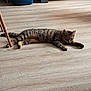Rosalia a rejoint le concours — aidez-le/la à gagner de superbes lots ! cat, tabby, indoor, wooden_floor, stretching, relaxed, furniture, chair_leg, litter_box, pet, animal, home, floor, striped, domestic_cat, resting, mammal, cute, feline, cozy
